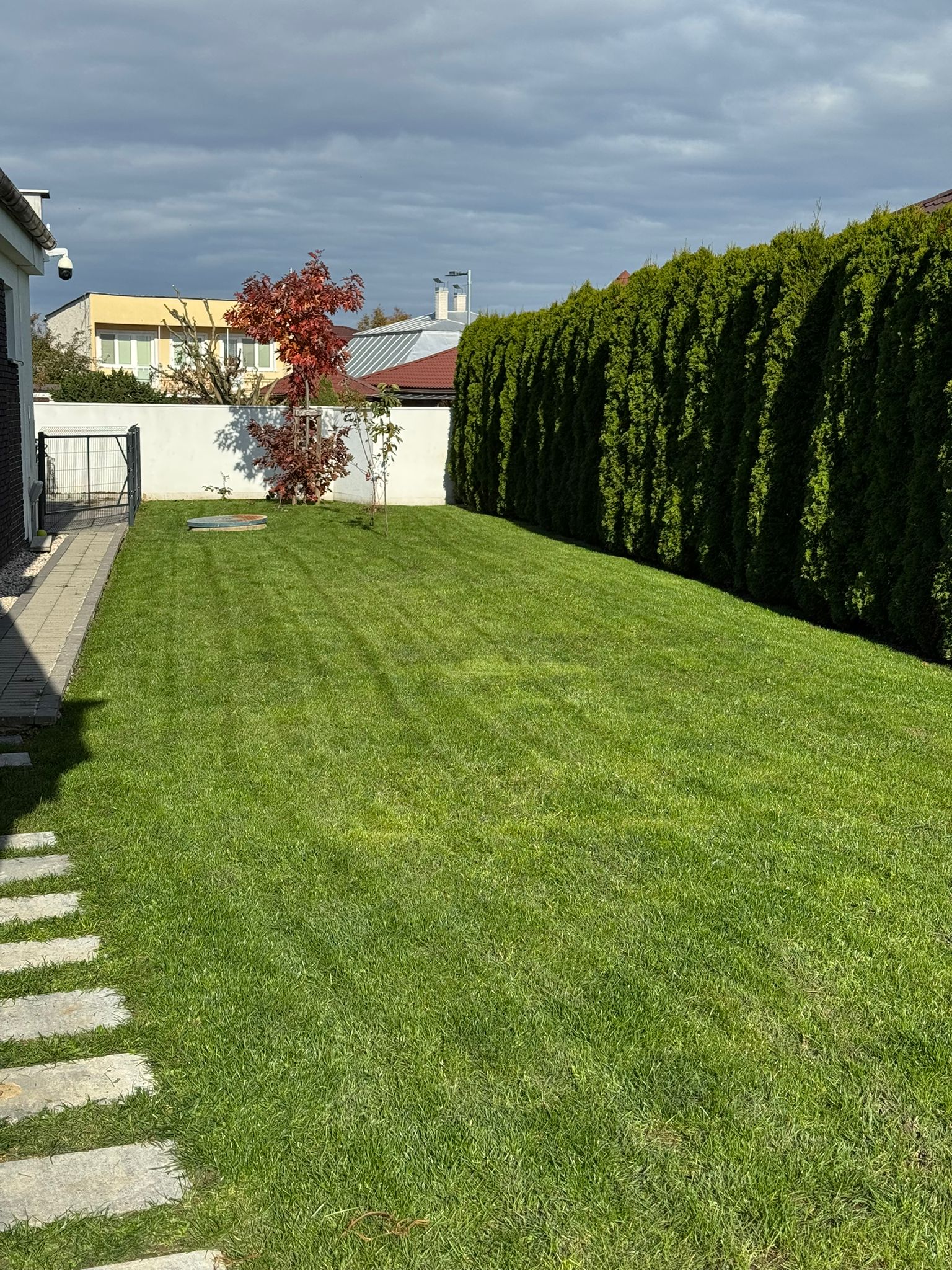 Upravený trávnik s tujovým plotom na jeseň